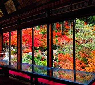 楓姿九州.星宇熊本直飛.新三大夜景.溫泉5日