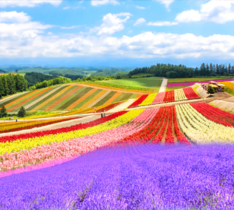 【紫薰北國狂想曲5日】繽紛美瑛.幻景青池.蟹宴溫泉-長榮航空