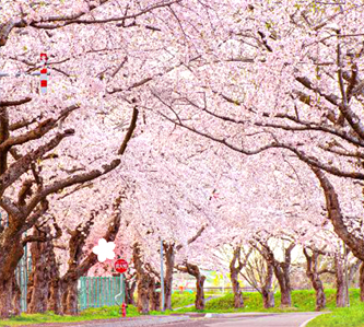 【北國櫻您綻放5日】新三大夜景.歐風小樽.洞爺湖花火.尼克斯.溫泉