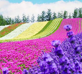 紫薰北國狂想曲.繽紛美瑛.幻景青池.蟹宴溫泉5日