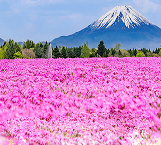 【浪漫紫藤+粉芝櫻5日】童話合掌村.立山雪壁溫泉