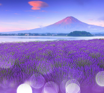 雙姝爭艷.紫戀薰衣草.粉藍紫陽花.溫泉美饌5日