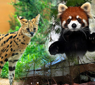 迪士尼樂園.人氣那須動物王國5日-BJ9605