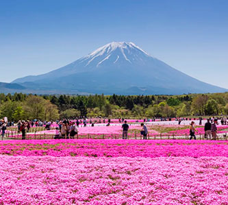 浪漫紫藤.粉芝櫻.童話合掌村.立山雪壁溫泉5日