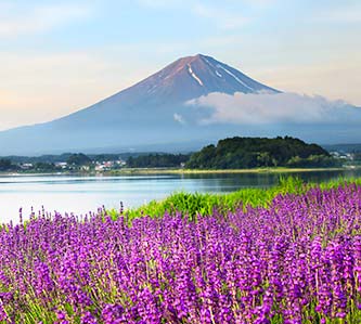 雙姝爭艷.紫戀薰衣草.粉藍紫陽花.溫泉美饌5日