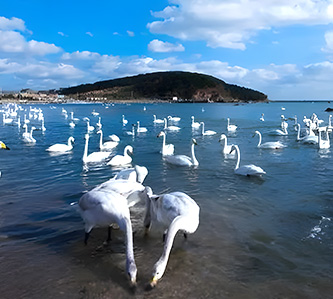 攻略山東風情單飛全覽8日