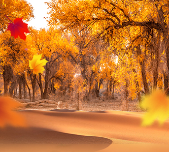 激賞南疆~愛戀喀什.百變風情13天