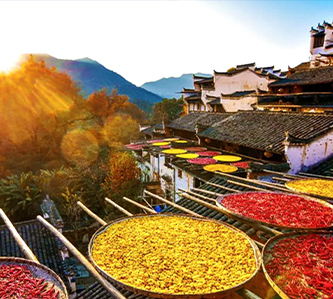 【物華天寶江西8日】飛天婺女洲、遇見婺源秀、篁嶺曬秋、廬山、龍虎山、三排椅