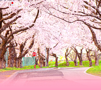 北國櫻您綻放5日~新三大夜景.歐風小樽.洞爺湖花火.尼克斯.溫泉