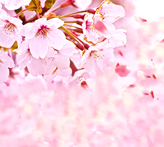 日本東北群櫻飛舞溫泉雙名城超值4日