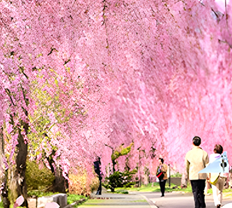 日本東北群櫻飛舞溫泉鐵道遊船超值5日