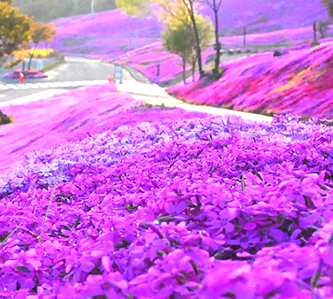 春戀道東5日~繽紛粉芝櫻.浪漫小樽.清酒體驗.溫泉
