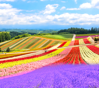 夏戀炫彩北海道.紫醉薰衣草.繽紛美瑛.幻景青池.蟹宴溫泉5日
