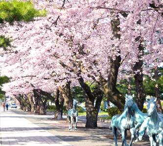 東北奧入瀨溪賞櫻溫泉美食5日