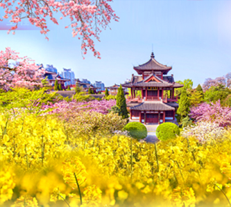 花現西安～漢中萬畝油菜花、涇陽杏花8日(兵馬俑、大唐不夜城)