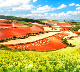 花現雲南東川紅土地、羅平金雞峰嶺、元陽梯田8日